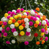 4 Mixed Portulaca Plants Live, Patio Container Plant, 3-5 Inch Tall