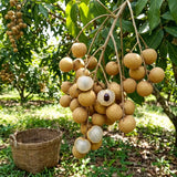 Longan Tree Plant Live, Well-Rooted Fruit Tree, 8-10 Inch Tall, 4 Inch Pot