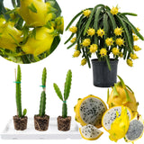 3 Yellow Dragon Fruit Plants Live, Fast Growing Fruit Cactus, 3-6 Inch Tall