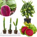 3 Purple Dragonfruit Live Plants, 3-6 Inch Tall