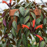 Aeschynanthus Lipstick Live Plant, Trailing Indoor Houseplant, 4 Inch Pot