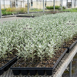 4 Salvia Sage Plants Live, Hardy Flower Plant, 4-6 Inch Tall