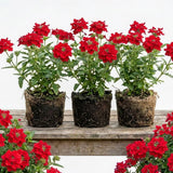 3 Red Live Verbena Plants