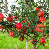 Red Pomegranate Tree Plant Live, Backyard Orchard Tree, 4-6 Inch Tall