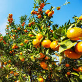Sweet Tangerine Tree, Mandarin Citrus Fruit Tree, 2-3 Ft Tall, 1 Gal Pot