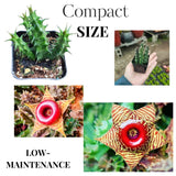 Lifesaver Starfish Zebrina Cactus Succulent Live Plants, Starter 2" Pot