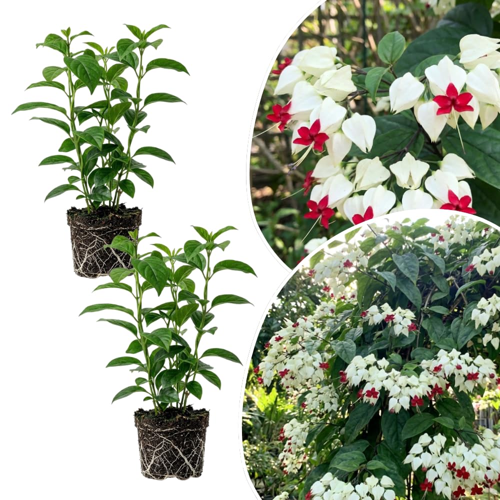 2 White Live Bleeding Heart Plants, Clerodendrum Plant, 4-6 Inch Tall