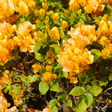 2 Yellow Bougainvillea Live Plants, Ornamental Vine Plant, 4-6 Inch Tall