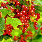 3 Red Currant Plants Live, Plugs Size for Planting Outdoor, 3-5" Fast-Growing Currant Bush for Spring Growing, No Pot