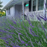 2 Phenominal Lavender Plants, Lavender Plants Live, 4-8 Inch Tall