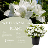 White Azalea Flower Plant, 5-10 Inches Height