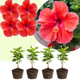 4 Red Hibiscus Live Plants, Hibiscus Flower, Patio Container Plant, 4-8 Inch Tall