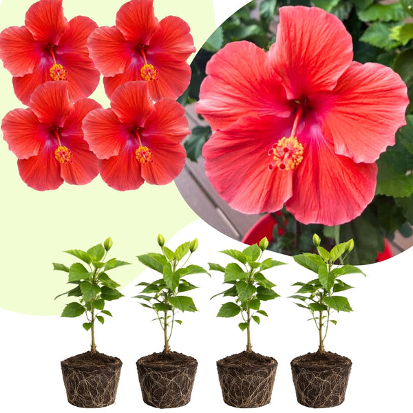 4 Red Hibiscus Live Plants, Hibiscus Flower, Patio Container Plant, 4-8 Inch Tall