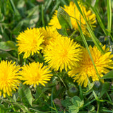 Yellow Dandelion Plant Live, Edible Herb Flower Plant, 4-7 Inch Tall