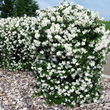 Mock Orange Tree Shrub Plant, 6-10" Potted, Fragrant
