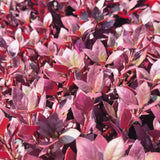 2 Purple Alternanthera Live Plants, Hardy Garden Plant, 4-6 Inch Tall