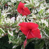 Set 3 Variegated Hibiscus Live Plants, White Red Hibiscus Plant, 4–6" Tall