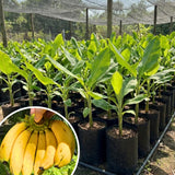 Sweet Live Banana Plant, Live Starter Plant, 4-6 Inch Tall