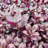 4 Ruby Alternanthera Plants Live, Colorful Foliage for Beds, 3-6 Inch Tall