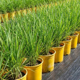 5 Lemongrass Plants Live, Easy Grow Garden Seeds