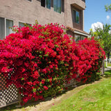 2 Karst Bougainvillea Live Plants, Well-Rooted Starter Plant, 4-6 Inch Tall