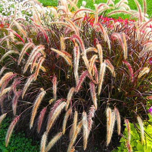 Set of 2 Red Fountain Grass Live Plants, 4–6 Inches Tall, No Pot, Ornamental Grass for Outdoor Planting