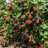 2 Large Live Black Berry Plants, Sweet Blackberries Bush, 4-6 Inch Tall