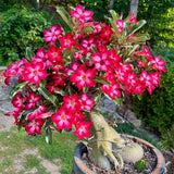 Pink Desert Rose Live Plant, Garden Plant, 4-6 Inch Tall