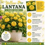 2 Yellow Lantana Plants Live, Hardy Flowering Perennial, 4-6" Tall