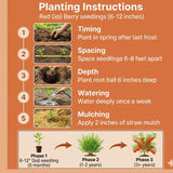 Red Goji Berry Live Plant, Starter Plant, 5-7 Inch Tall
