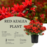 Red Azalea Flower Plant, 5-10" Height