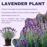 2 Creek Lavender Plants Live, Garden Plant, 4-7 Inch Tall