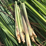 8 Lemongrass Live Plants, Indoor Outdoor Plant, 4-6 Inch Tall