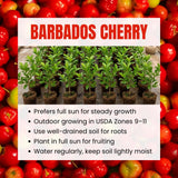 Barbados Cherry Live Plant, Sweet Cherry Plant, 4-7 Inch Tall
