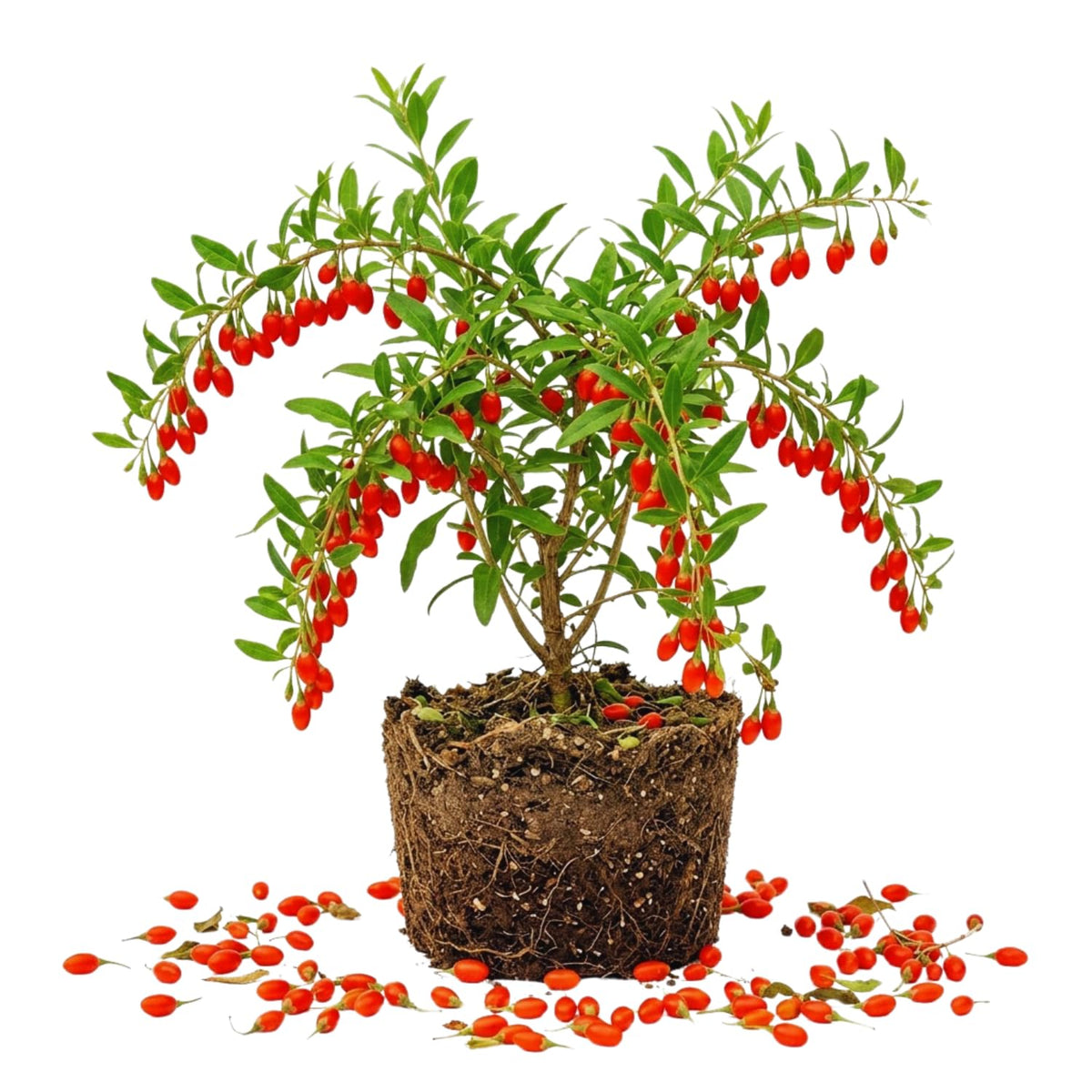 Red Goji Berry Live Plant, Starter Plant, 5-7 Inch Tall