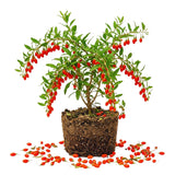 Red Goji Berry Live Plant, Starter Plant, 5-7 Inch Tall