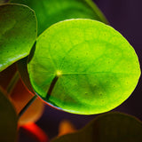 Money Live Plant, Pilea Peperomioides Houseplant, 2 Inch Pot