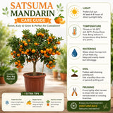 Satsuma Mandarin Live Tree, Hardy Fruit Tree, 2-3 Ft Tall