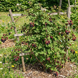 2 Boysenberry Plants Live, Starter Plant, 4-6 Inch Tall