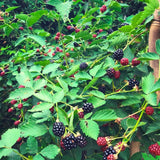 2 Navaho Black Berry Plants, Blackberries Bush, 4-6 Inch Tall