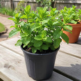 3 Live Peppermint Plants, Starter Plant, 4-7 Inch Tall