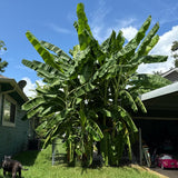 Basjoo Live Banana Plant, Patio Container Plant, 4-6 Inch Tall