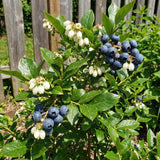 2 Springhigh Blueberry Bush Live Plant, Starter Fruit Plant, 4-6 Inch Tall
