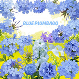 2 Blue Plumbago Live Plants, Flower Plant, 4-6 Inch Tall