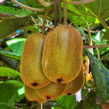 Hardy Kiwi Live Plant, Fruit Vine Plant, 4-6 Inch Tall