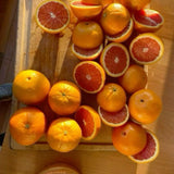 Red Navel Orange Tree, Grafted Citrus Plant, 2-3 Ft Tall, 1 Gallon Pot