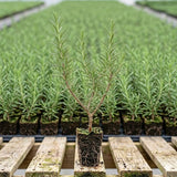 3 Blue Rosemary Live Plants, Rosemary Live Plants, 4-7 Inch Tall