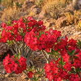 Red Desert Rose Plant Live, Succulent Houseplant, 4-7 Inch Tall