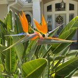 2 Orange Bird of Paradise Plants Live, Orange Flower, 4-6 Inch Tall