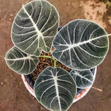 Velvet Alocasia Live Plant, Rare Tropical Plant, 2-4 Inch Tall